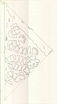 African Tulip