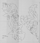 Angel Trumpet
