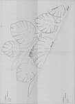Monstera