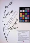 Fourspike Heliotrope by Clariza Mae Anoc Gamba
