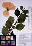 Yellow Chinese Hibiscus by Clariza Mae Anoc Gamba