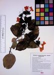 Geiger Tree by Clariza Mae Anoc Gamba