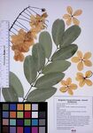 Wilhelmina Tenney Rainbow Shower Tree by Clariza Mae Anoc Gamba